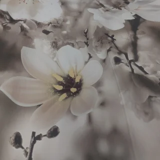 Tkanina zasłonowa szara białe kwiaty magnolii 150 cm